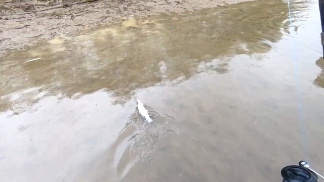 Открытие сезона симы / Cherry Salmon смотреть онлайн
