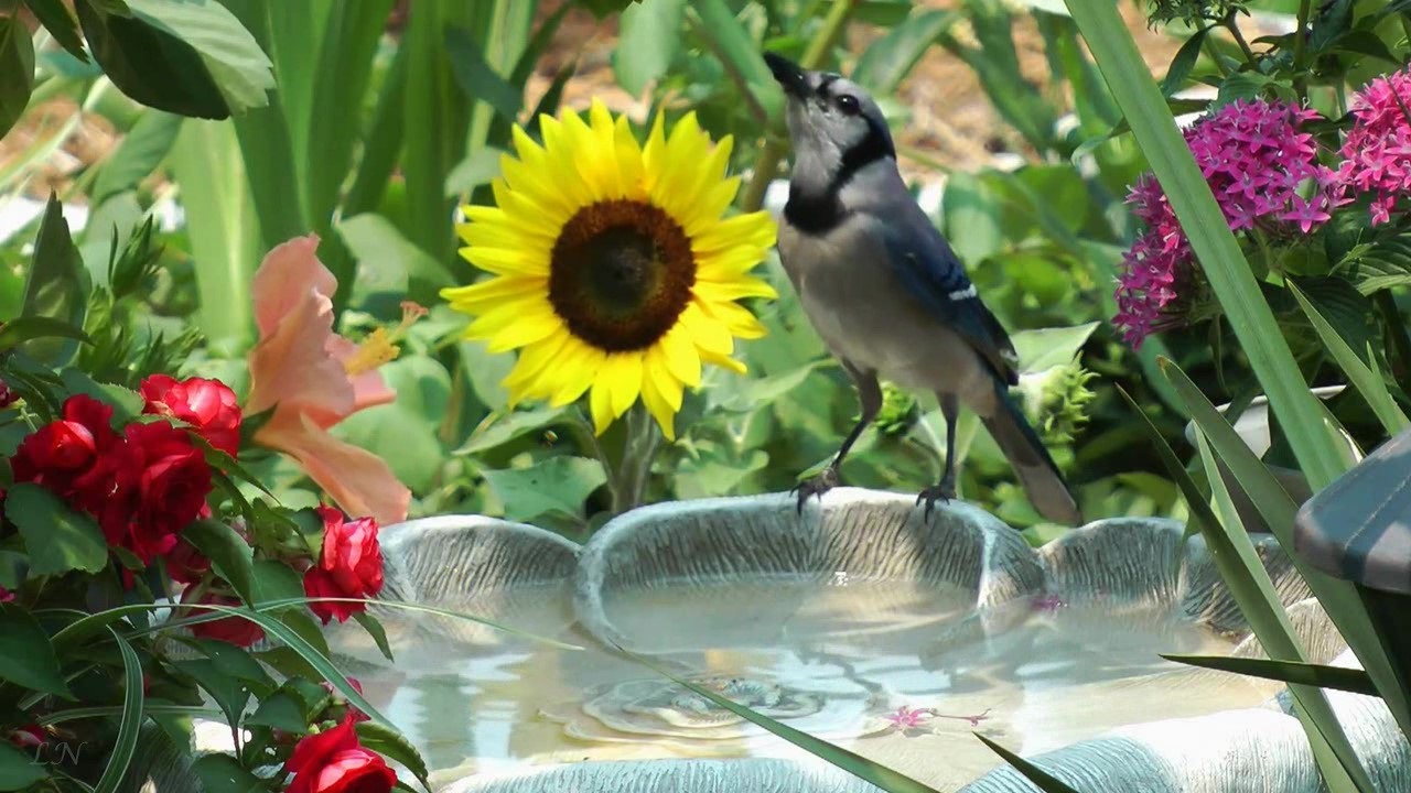 В. А. Моцарт - Турецкий марш - W. A. Mozart - Turkish March