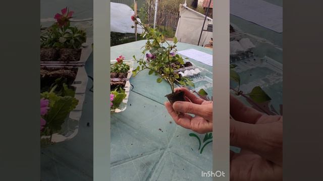 Обзор посылки от Агрофирмы 