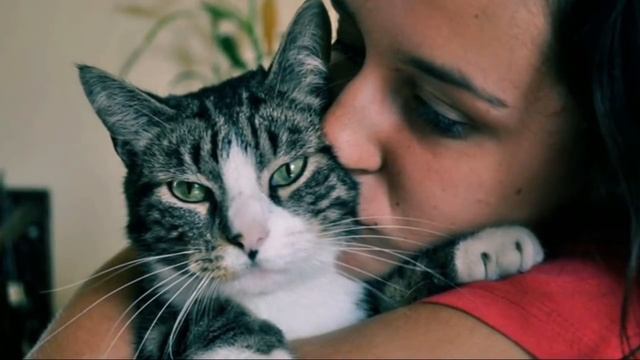 Горюют ли кошки? Кошачья депрессия от потери друга или хозяина смотреть онлайн