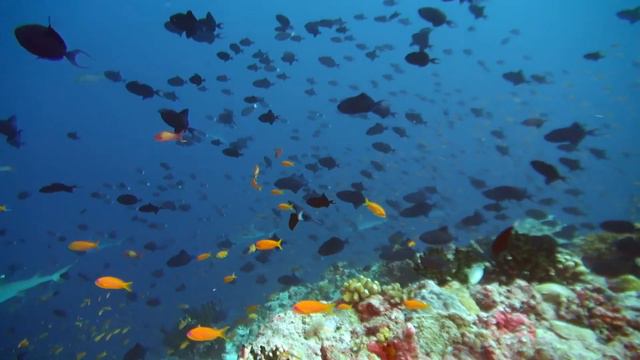 Maldives смотреть онлайн