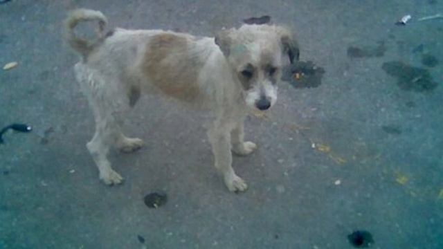 Милосердие