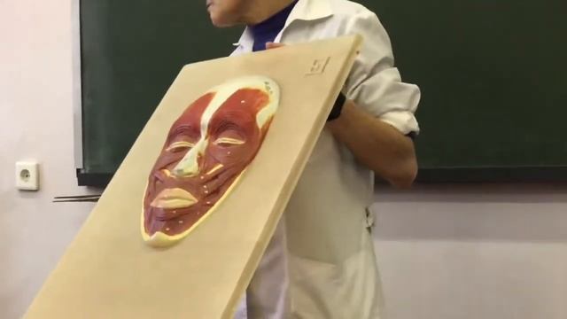 МЫШЦЫ ГОЛОВЫ смотреть онлайн