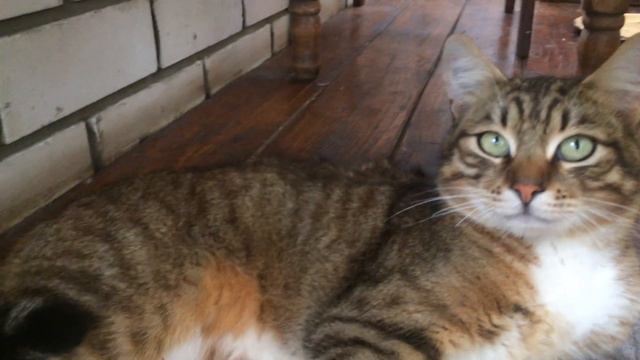 Разные эмоции котов! Вжик умеет показать их! Приколы с Вжиком! смотреть онлайн