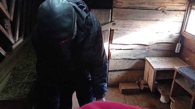 Аппарат не доит... Шьем фартук козлу, стрежом копыта. смотреть онлайн