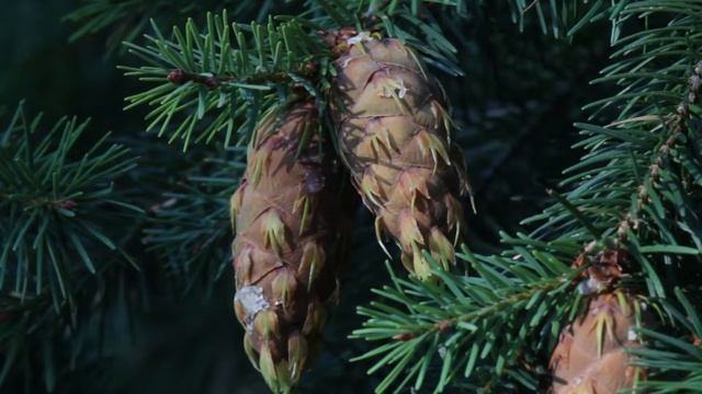 Douglas fir (Pseudotsuga menziesii) cones, Carpenter Mtn, Oregon, USA смотреть онлайн