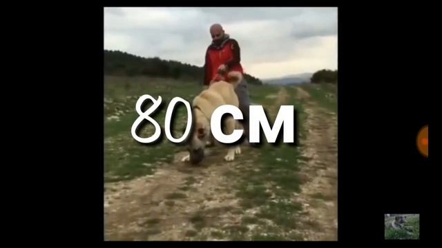 Турецкий кангал самый сильный собака в мире смотреть онлайн