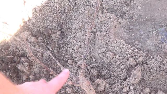 ОТКРЫВАЮ ВИНОГРАД. ПОСЛЕ ЗИМЫ! ОПРЫСКИВАЮ САД! смотреть онлайн