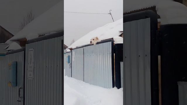 щенок алабай охраняет территорию. смотреть онлайн