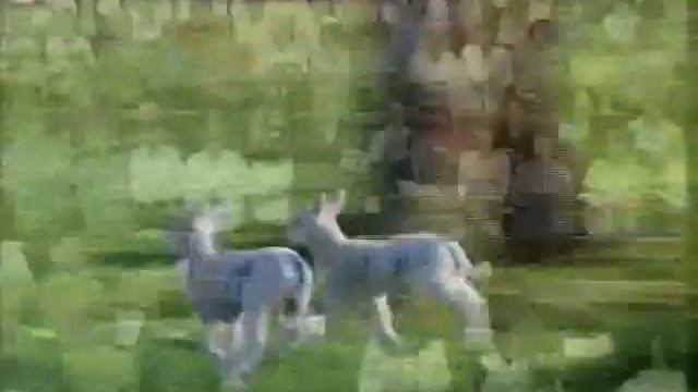 Psalm 100 (Tune: Old 100th) смотреть онлайн