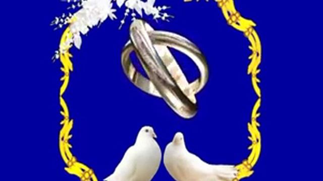 Футаж свадебный голуби и кольца. смотреть онлайн