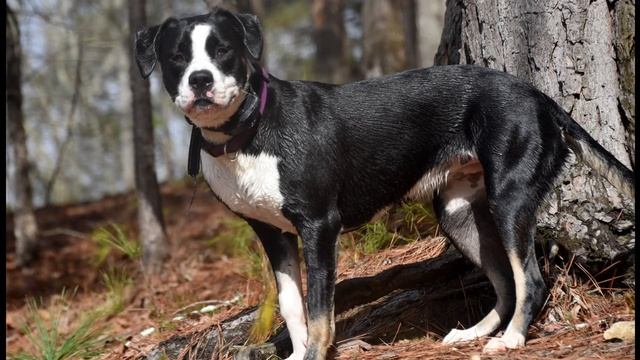 TOP 21 DOGS With Strongest Bite Force смотреть онлайн