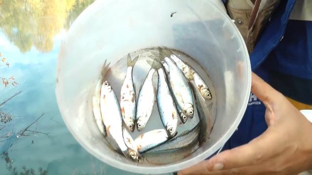 Осенняя уклейка на реке Сура 19 октября 2018 года смотреть онлайн