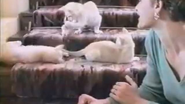 Les Nuls - Chats, Kwiskas смотреть онлайн