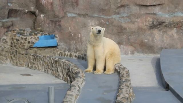 Ижевский зоопарк. Уникальный поющий и танцующий белый медведь! смотреть онлайн