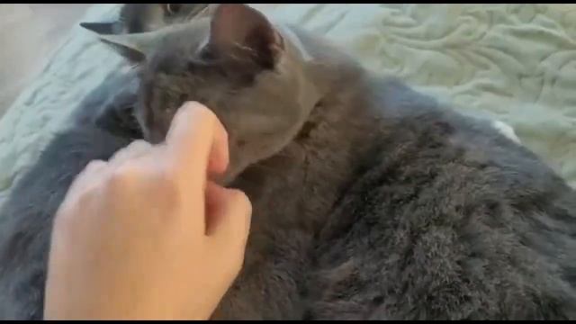 Два кота - двойное счастье в доме! Штучный выпуск! смотреть онлайн