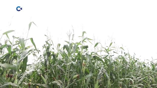 Урожай кормовой кукурузы собрали в Олонецком районе смотреть онлайн