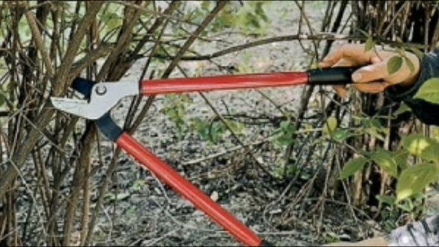 Кустарники. Проводим санитарную обрезку смотреть онлайн