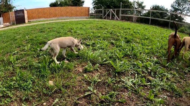 Первое ДТП !!! Волчонок Луна пропала... Волк/питбуль/дворняжка. смотреть онлайн