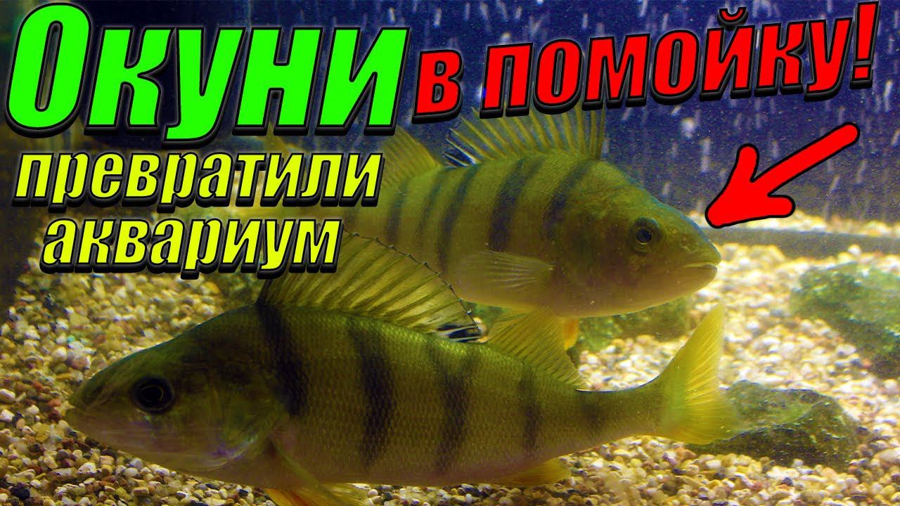 Окуни и караси превратили аквариум в помойку! [Чистка аквариума с речными рыбками] смотреть онлайн