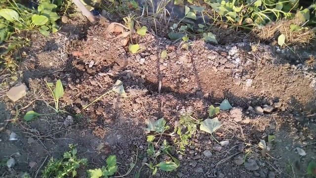 Подкапываю первый сладкий картофель батат. смотреть онлайн