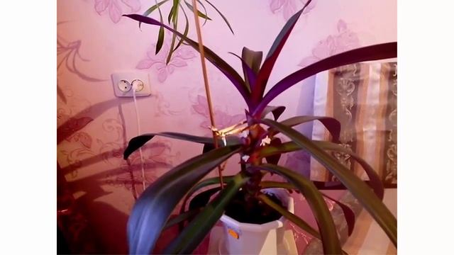 Цветы домашние комнатные.Цветы Рео смотреть онлайн