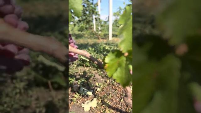 ГФ клубничный (Шаповалов В. Д. ) смотреть онлайн