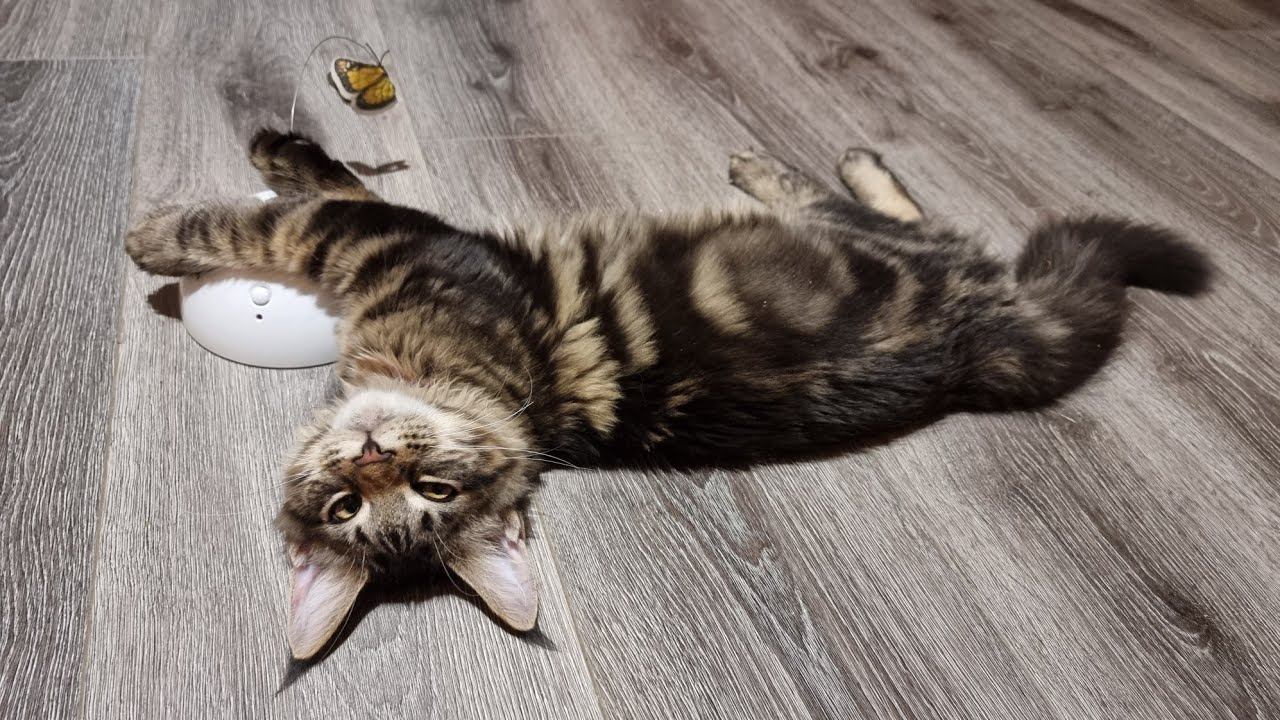 Yoll's добрый Stream из Совиного дола. Вечерние хлопоты