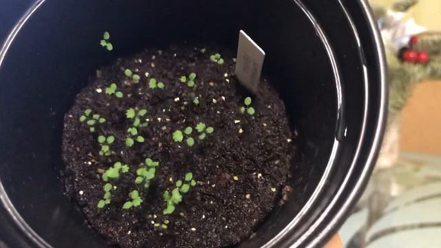 Земляника из семян ? всходы 2020 рассада сорт Руяна смотреть онлайн