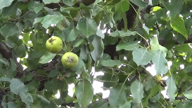 Польза плодов дикой груши. смотреть онлайн