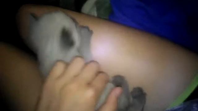 Мой котёнок Тиша!! смотреть онлайн