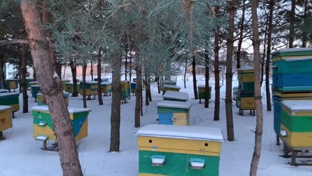 ОСОБЕННОСТИ ТЕМПЕРАТУРНЫХ РЕЖИМОВ ЗИМОВКИ МЕДОНОСНЫХ ПЧЁЛ. смотреть онлайн