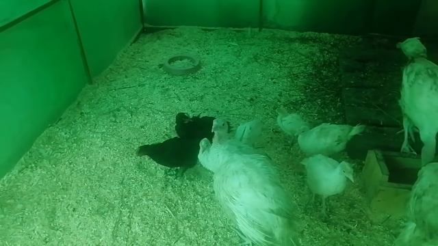 Индюки Белые широкогрудые и Хайбрид конвертеры. смотреть онлайн