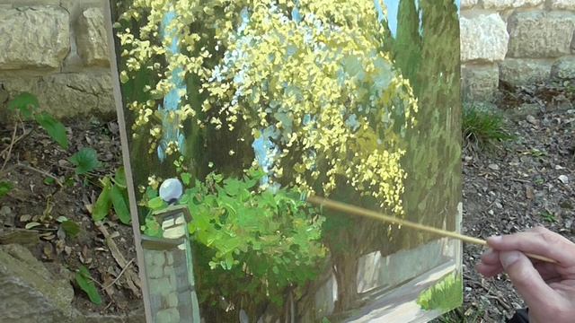Роза Леди Бэнкс увившая кипарисы. смотреть онлайн