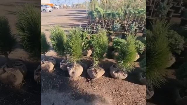 Сосна чёрная Грин тауэр смотреть онлайн