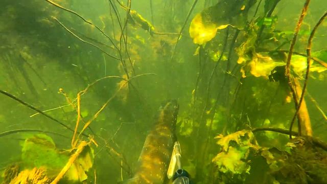 Подводная охота 2022.Сход Сазана.Река Воронеж смотреть онлайн