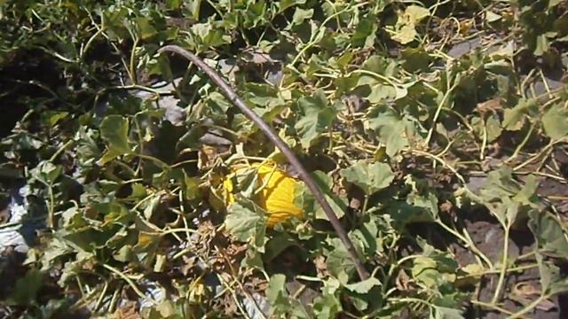 Арбузы и дыни в Нижегородской области 2018 смотреть онлайн