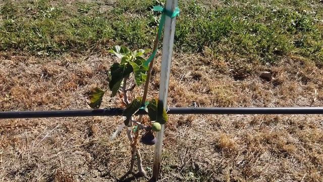 Violeta Fig & Synonyms