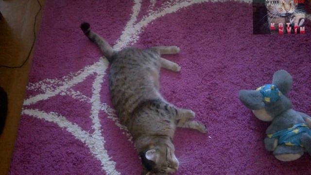 Безумный,смешной кот претворяется мягким,пушистым. Crazy funny cat pretending to be soft and fluffy смотреть онлайн