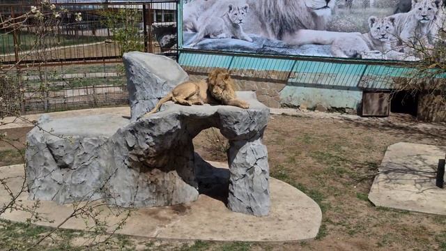 Дружба это не работа) Тайган Lions in Crimea смотреть онлайн