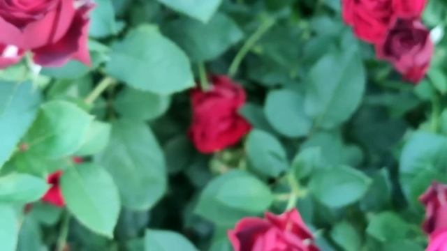 Лучшие и проверенные розы для начинающих розоводов. смотреть онлайн