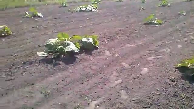 Фрезой по междурядью тыквы. смотреть онлайн