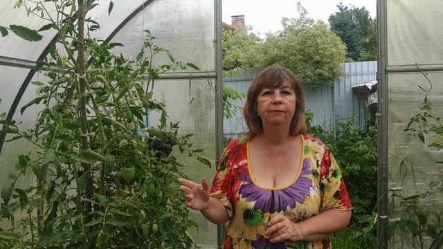 На помидорах чёрные пятна-Вершинная гниль томатов- профилактика и лечение. смотреть онлайн