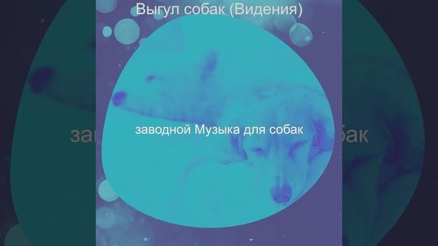 Видения (Милые Собаки) смотреть онлайн
