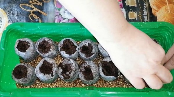 ПОСЕВ СЕМЯН ПЕТУНИИ В ТОРФЯНЫЕ ТАБЛЕТКИ.