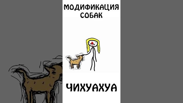 Модификация собак - ЧИХУАХУА #чихуахуа #собака #сэмонелла #шортс #авызналиэто #иф #животные смотреть онлайн