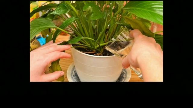 10 самых лучших подкормок для растений смотреть онлайн