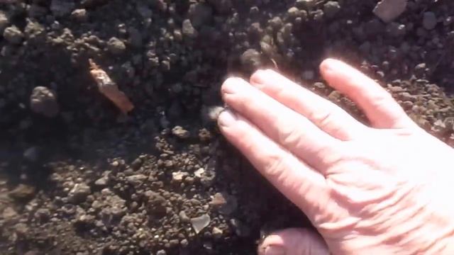 Как и когда сеять петрушку.