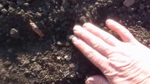 Как и когда сеять петрушку.