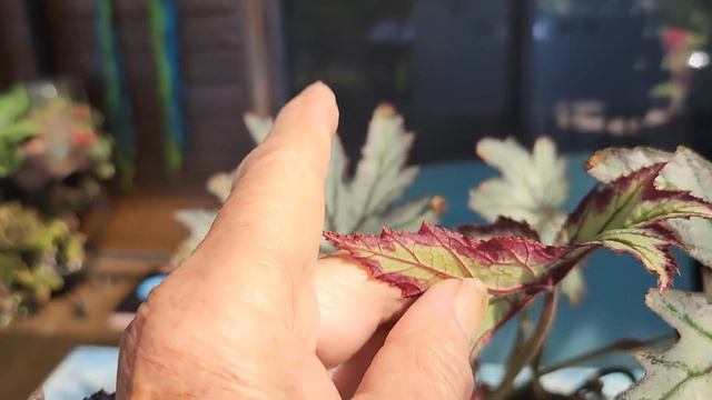 Begonia Week, Connie Boswell смотреть онлайн